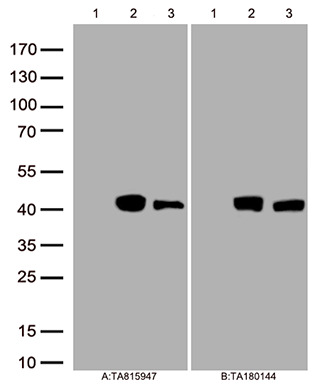 Inhibin beta E chain (INHBE) Mouse Monoclonal Antibody [Clone ID: OTI24A7]