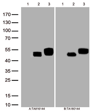 Inhibin beta C chain (INHBC) Mouse Monoclonal Antibody [Clone ID: OTI17D8]