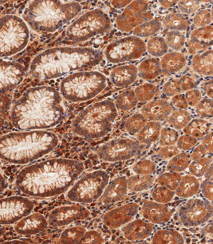 Immunohistochemical analysis of paraffin-embedded human stomach tissue using AP11576PU-N performed on the Leica® BOND RXm. Samples were incubated with primary antibody(1/500) for 1 hours at room temperature.  A undiluted biotinylated CRF Anti-Polyvalent HRP Polymer antibody was used as the secondary antibody.