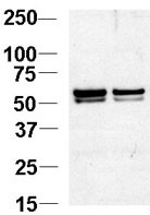 Western blot analysis of  NAP1L1 Antibody (N-term) (Cat.#AP11715PU-N) in Jurkat cell lysates. NAP1L1 was detected using the purified Pab at 1:1000. Data courtesy of Guoqiang Xu, Cornell University.