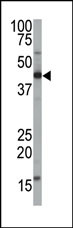 The anti-FNTA Pab (Cat. #AP12200PU-N) is used in Western blot to detect FNTA in mouse brain tissue lysate.