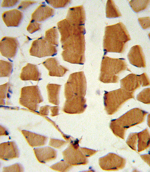 Formalin-fixed and paraffin-embedded human skeletal muscle reacted with BMI1 Antibody (C-term), which was peroxidase-conjugated to the secondary antibody, followed by DAB staining. This data demonstrates the use of this antibody for immunohistochemistry; clinical relevance has not been evaluated.
