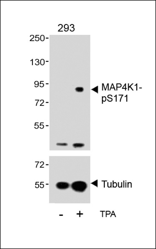 Western blot analysis of lysates from 293 cell line, untreated or treated with TPA, 200nM, 30min, using MAP4K1-pS171(upper) or Tubulin (lower).