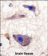 Formalin-fixed and paraffin-embedded human brain tissue reacted with Nptx1 Antibody (C-term), which was peroxidase-conjugated to the secondary antibody, followed by DAB staining. This data demonstrates the use of this antibody for immunohistochemistry; clinical relevance has not been evaluated.