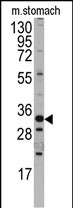 Western blot analysis of anti-Mouse Hmx3 Antibody (C-term) (Cat.#AP14068PU-N) in mouse stomach tissue lysates (35ug/lane). Hmx3(arrow) was detected using the purified Pab