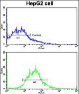 Flow cytometric analysis of HepG2 cells using ADAM9 Antibody (N-term) (bottom histogram) compared to a negative control cell (top histogram). FITC-conjugated goat-anti-rabbit secondary antibodies were used for the analysis.