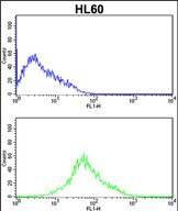 PRKRA Antibody (S246) (Cat. #AP14521PU-N) flow cytometric analysis of HL60 cells (bottom histogram) compared to a negative control cell (top histogram).FITC-conjugated goat-anti-rabbit secondary antibodies were used for the analysis.