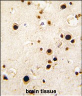 Formalin-fixed and paraffin-embedded human brain tissue reacted with HNRPQ antibody (C-term), which was peroxidase-conjugated to the secondary antibody, followed by DAB staining. This data demonstrates the use of this antibody for immunohistochemistry; clinical relevance has not been evaluated.