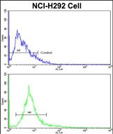 Flow cytometric analysis of NCI-H292 cells using ALKBH8 Antibody (C-term)(bottom histogram) compared to a negative control cell (top histogram). FITC-conjugated goat-anti-rabbit secondary antibodies were used for the analysis.