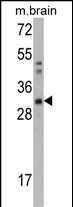 Western blot analysis of CAPZB Antibody (C-term) (Cat. #AP2888b) in mouse brain tissue lysates (35ug/lane). CAPZB (arrow) was detected using the purified Pab.