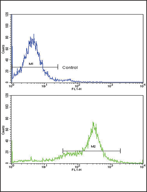 Flow cytometric analysis of 293 cells using CAV3 Antibody (N-term)(bottom histogram) compared to a negative control cell (top histogram). FITC-conjugated goat-anti-rabbit secondary antibodies were used for the analysis.