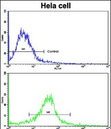 Flow cytometric analysis of hela cells using CLNS1A Antibody (Center)(bottom histogram) compared to a negative control cell (top histogram). FITC-conjugated goat-anti-rabbit secondary antibodies were used for the analysis.