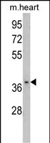 Western blot analysis of FBP2 Antibody (C-term) (Cat. #AP17363PU-N) in mouse heart tissue lysates (35ug/lane). FBP2 (arrow) was detected using the purified Pab.