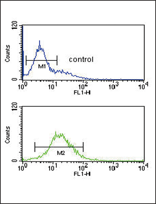 GZMM Antibody (Center) (Cat. #AP6792c) flow cytometric analysis of K562 cells (bottom histogram) compared to a negative control cell (top histogram).FITC-conjugated goat-anti-rabbit secondary antibodies were used for the analysis.