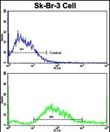 Flow cytometric analysis of SK-Br-3 cells using HOMER3 Antibody (Center)(bottom histogram) compared to a negative control cell (top histogram). FITC-conjugated goat-anti-rabbit secondary antibodies were used for the analysis.