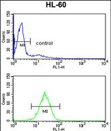 HSD17B7 Antibody (N-term) (Cat. #AP17485PU-N) flow cytometry analysis of HL-60 cells (bottom histogram) compared to a negative control cell (top histogram).FITC-conjugated goat-anti-rabbit secondary antibodies were used for the analysis.