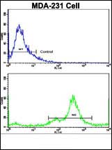 Flow cytometric analysis of MDA-231 cells using NDRG1 Antibody (N-term)(bottom histogram) compared to a negative control cell (top histogram). FITC-conjugated goat-anti-rabbit secondary antibodies were used for the analysis.