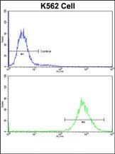 Flow cytometric analysis of K562 cells using P4HB Antibody (C-term)(bottom histogram) compared to a negative control cell (top histogram)FITC-conjugated goat-anti-rabbit secondary antibodies were used for the analysis.