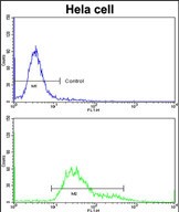 Flow cytometric analysis of hela cells using PDIA6 Antibody (Center D251)(bottom histogram) compared to a negative control cell (top histogram)FITC-conjugated goat-anti-rabbit secondary antibodies were used for the analysis.