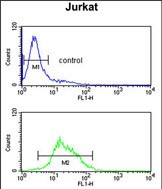 ZBTB2 Antibody (C-term) (Cat. #AP17851PU-N) flow cytometric analysis of Jurkat cells (bottom histogram) compared to a negative control cell (top histogram).FITC-conjugated goat-anti-rabbit secondary antibodies were used for the analysis.