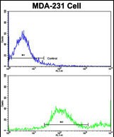 Flow cytometric analysis of MDA-231 cells using ADRA2B Antibody (Center)(bottom histogram) compared to a negative control  (top histogram). FITC-conjugated goat-anti-rabbit secondary antibodies were used for the analysis.