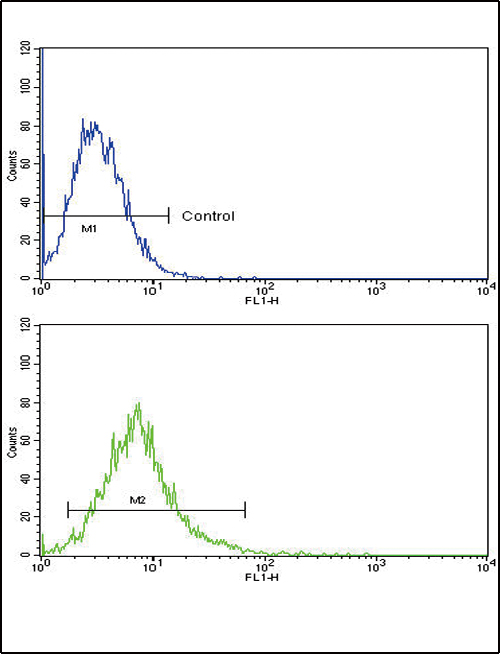 ATF6 Antibody (Center) (Cat. #AP17892PU-N) flow cytometric analysis of k562 cells (bottom histogram) compared to a negative control cell (top histogram).FITC-conjugated goat-anti-rabbit secondary antibodies were used for the analysis.