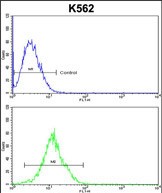 ATP12A Antibody (Center)(Cat. #AP17894PU-N) flow cytometric analysis of k562 cells (bottom histogram) compared to a negative control cell (top histogram).FITC-conjugated goat-anti-rabbit secondary antibodies were used for the analysis.