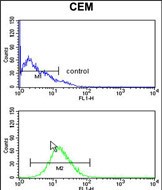 BAT4 Antibody (C-term) (Cat. #AP17899PU-N) flow cytometry analysis of CEM cells (bottom histogram) compared to a negative control cell (top histogram).FITC-conjugated goat-anti-rabbit secondary antibodies were used for the analysis.
