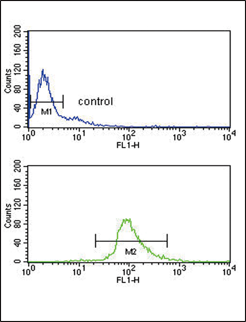 DCT Antibody (N-term) (Cat. #AP8771a) flow cytometry analysis of Ramos cells (bottom histogram) compared to a negative control (top histogram).FITC-conjugated goat-anti-rabbit secondary antibodies were used for the analysis.