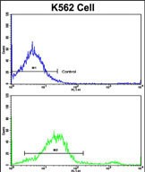 Flow cytometric analysis of K562 cells using LPIN2 Antibody (Center)(bottom histogram) compared to a negative control cell (top histogram). FITC-conjugated goat-anti-rabbit secondary antibodies were used for the analysis.