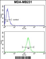 NCF1C Antibody (C-term) (Cat.#AP18124PU-N)  flow cytometry analysis of MDA-MB231 cells (bottom histogram) compared to a negative control cell (top histogram). FITC-conjugated goat-anti-rabbit secondary antibodies were used for the analysis.