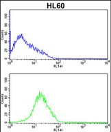 SERPINB7 Antibody (Center) (Cat. #AP18192PU-N) flow cytometric analysis of HL60 cells (bottom histogram) compared to a negative control cell (top histogram).FITC-conjugated goat-anti-rabbit secondary antibodies were used for the analysis.