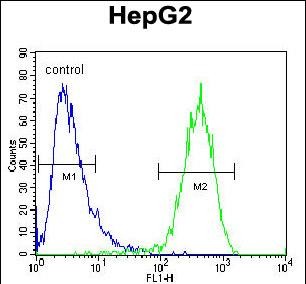 ABCC10 Antibody (Center) (Cat. #AP50014PU-N) flow cytometric analysis of HepG2 cells (right histogram) compared to a negative control cell (left histogram).FITC-conjugated goat-anti-rabbit secondary antibodies were used for the analysis.