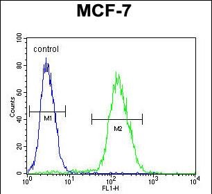 ABHDB Antibody (Center) (Cat. #AP9420c) flow cytometric analysis of MCF-7 cells (right histogram) compared to a negative control cell (left histogram).FITC-conjugated goat-anti-rabbit secondary antibodies were used for the analysis.