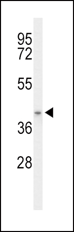 Western blot analysis of ACAD8 Antibody (Center) (Cat. #AP50037PU-N) in mouse stomach tissue lysates (35ug/lane). ACAD8 (arrow) was detected using the purified Pab.