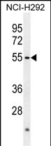 ACTL7A Antibody (N-term) (Cat. #AP50069PU-N) western blot analysis in NCI-H292 cell line lysates (35ug/lane).This demonstrates the ACTL7A antibody detected the ACTL7A protein (arrow).