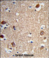 Formalin-fixed and paraffin-embedded human brain tissue reacted with ACTR5 Antibody (C-term), which was peroxidase-conjugated to the secondary antibody, followed by DAB staining. This data demonstrates the use of this antibody for immunohistochemistry; clinical relevance has not been evaluated.