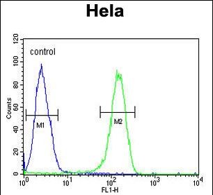 ADCY4 Antibody (Center) (Cat. #AP50087PU-N) flow cytometric analysis of Hela cells (right histogram) compared to a negative control cell (left histogram).FITC-conjugated goat-anti-rabbit secondary antibodies were used for the analysis.