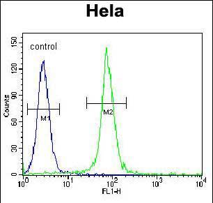 ADO Antibody (C-term) (Cat. #AP50095PU-N) flow cytometric analysis of Hela cells (right histogram) compared to a negative control cell (left histogram).FITC-conjugated goat-anti-rabbit secondary antibodies were used for the analysis.