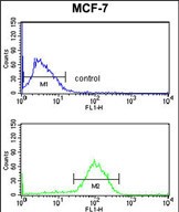 AGR3 Antibody (C-term) (Cat. #AP50114PU-N) flow cytometry analysis of MCF-7  cells (bottom histogram) compared to a negative control cell (top histogram).FITC-conjugated goat-anti-rabbit secondary antibodies were used for the analysis.
