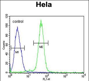 AGXT2 Antibody (C-term) (Cat. #AP50116PU-N) flow cytometric analysis of Hela cells (right histogram) compared to a negative control cell (left histogram).FITC-conjugated goat-anti-rabbit secondary antibodies were used for the analysis.
