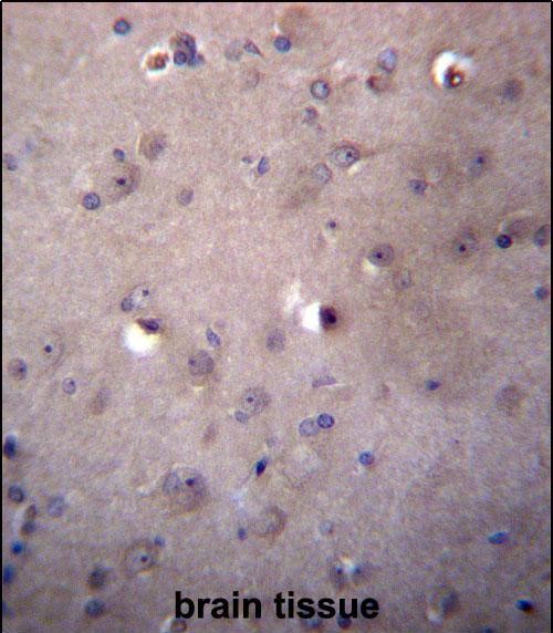 ALDH3B2 Antibody (C-term) (Cat. #AP12863b)immunohistochemistry analysis in formalin fixed and paraffin embedded human brain tissue followed by peroxidase conjugation of the secondary antibody and DAB staining.This data demonstrates the use of ALDH3B2 Antibody (C-term) for immunohistochemistry.  Clinical relevance has not been evaluated.