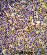 ANR44 Antibody (Center) (Cat. #AP50195PU-N) immunohistochemistry analysis in formalin fixed and paraffin embedded human tonsil tissue followed by peroxidase conjugation of the secondary antibody and DAB staining.  This data demonstrates the use of the ANR44 Antibody (Center) for immunohistochemistry.  Clinical relevance has not been evaluated.