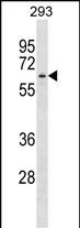 APPBP2 Antibody (Center) (Cat. #AP50214PU-N) western blot analysis in 293 cell line lysates (35ug/lane).This demonstrates the APPBP2 antibody detected the APPBP2 protein (arrow).