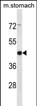 ARRDC1 Antibody (Center) (Cat. #AP50257PU-N) western blot analysis in mouse stomach tissue lysates (35ug/lane).This demonstrates the ARRDC1 antibody detected the ARRDC1 protein (arrow).
