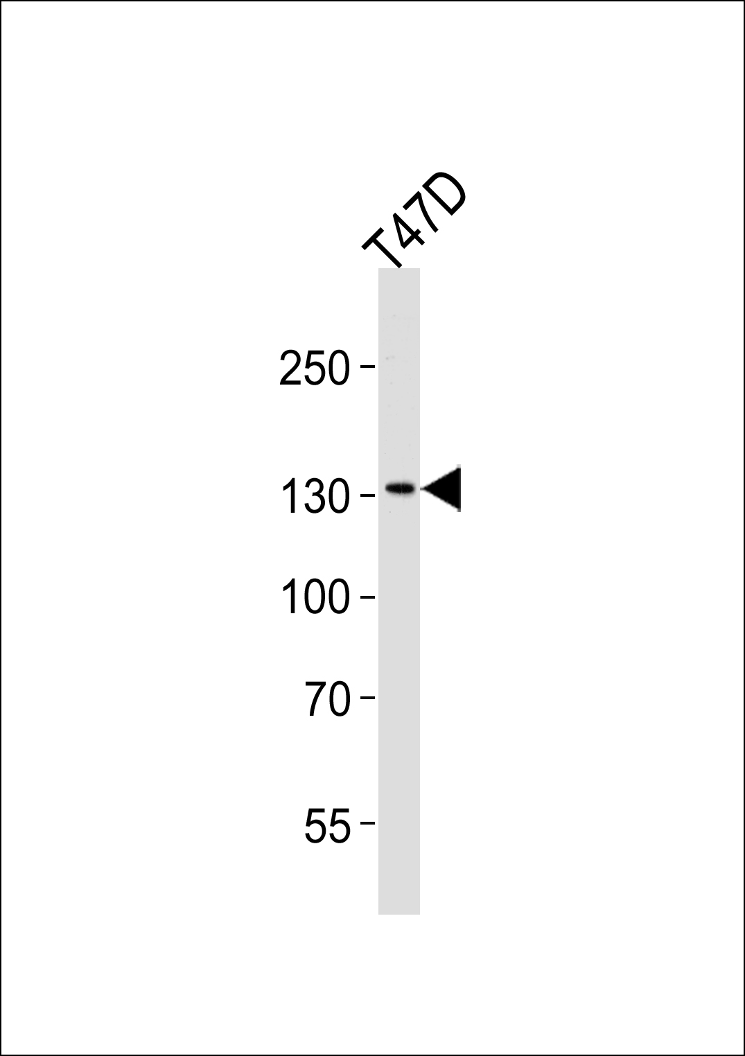 Western blot analysis of lysate from T47D cell line,  using ATAD2 Antibody (N-term)(Cat.  #AP50282PU-N).  AP50282PU-N was diluted at 1:1000 at each lane.  A goat anti-rabbit IgG H&L(HRP) at 1:5000 dilution was used as the secondary antibody.  Lysate at 35ug.