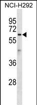 ATL1 Antibody (C-term) (Cat. #AP50288PU-N) western blot analysis in NCI-H292 cell line lysates (35ug/lane).This demonstrates the ATL1 antibody detected the ATL1 protein (arrow).