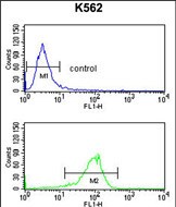 ATP1B2 Antibody (Center) (Cat. #AP50294PU-N) flow cytometry analysis of K562 cells (bottom histogram) compared to a negative control cell (top histogram).FITC-conjugated goat-anti-rabbit secondary antibodies were used for the analysis.