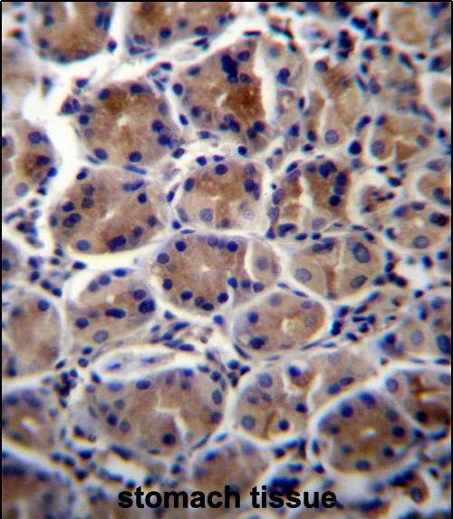ATP1B3 Antibody (C-term) (Cat. #AP50295PU-N)immunohistochemistry analysis in formalin fixed and paraffin embedded human stomach tissue followed by peroxidase conjugation of the secondary antibody and DAB staining.This data demonstrates the use of ATP1B3 Antibody (C-term) for immunohistochemistry.  Clinical relevance has not been evaluated.