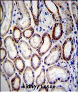 BCAT2 Antibody (C-term) (Cat. #AP50351PU-N)immunohistochemistry analysis in formalin fixed and paraffin embedded human kidney tissue followed by peroxidase conjugation of the secondary antibody and DAB staining.This data demonstrates the use of BCAT2 Antibody (C-term) for immunohistochemistry.  Clinical relevance has not been evaluated.